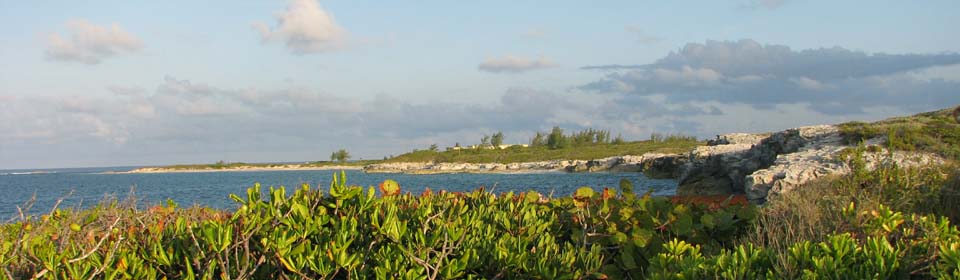 Bush Medicine of the Bahamas