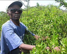 Bertram Forbes harvesting bush medicine