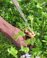 Lignum Vitae flowers and fruit