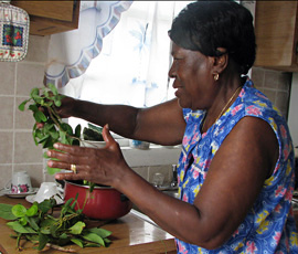 preparing bush tea